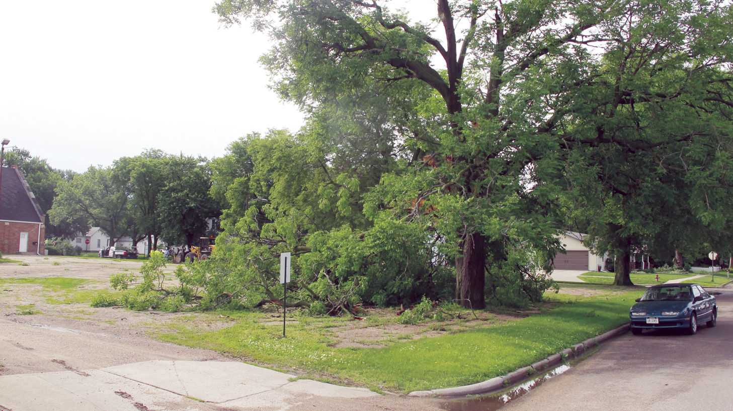 tree damage